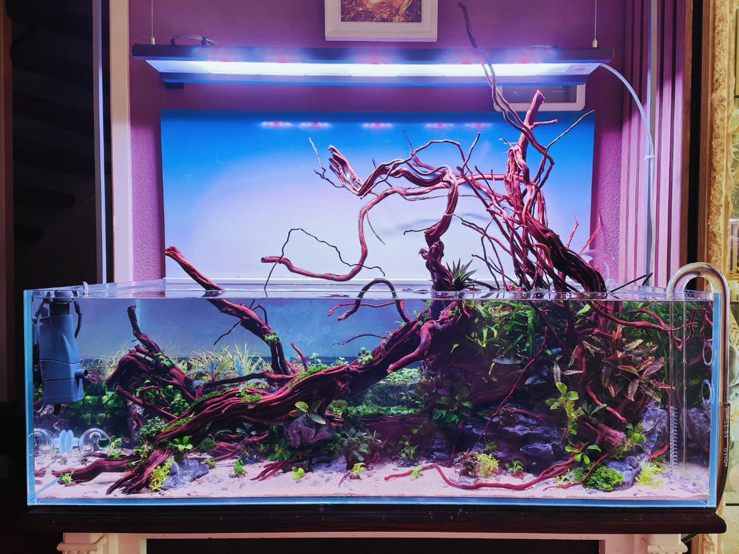 Instagram-julkaisu käyttäjältä @aquascapebarendrecht
