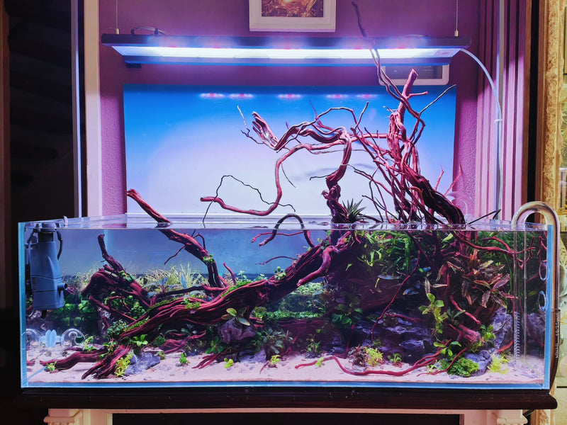 Instagram-julkaisu käyttäjältä @aquascapebarendrecht