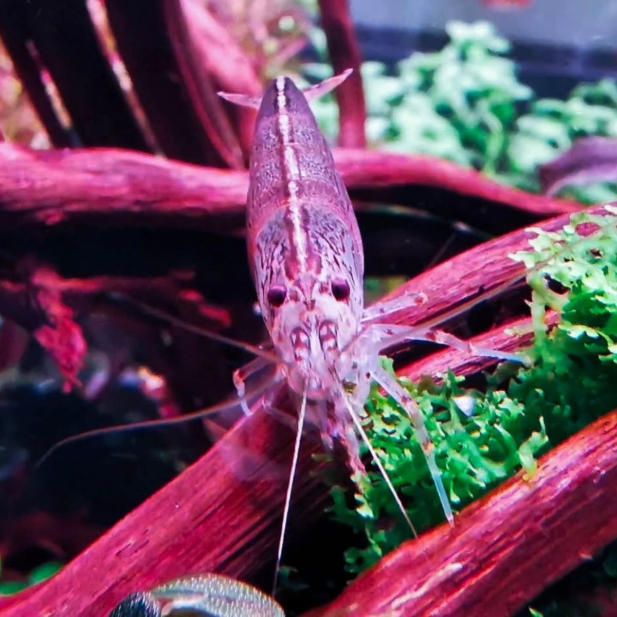 Instagram-julkaisu käyttäjältä @aquascapebarendrecht