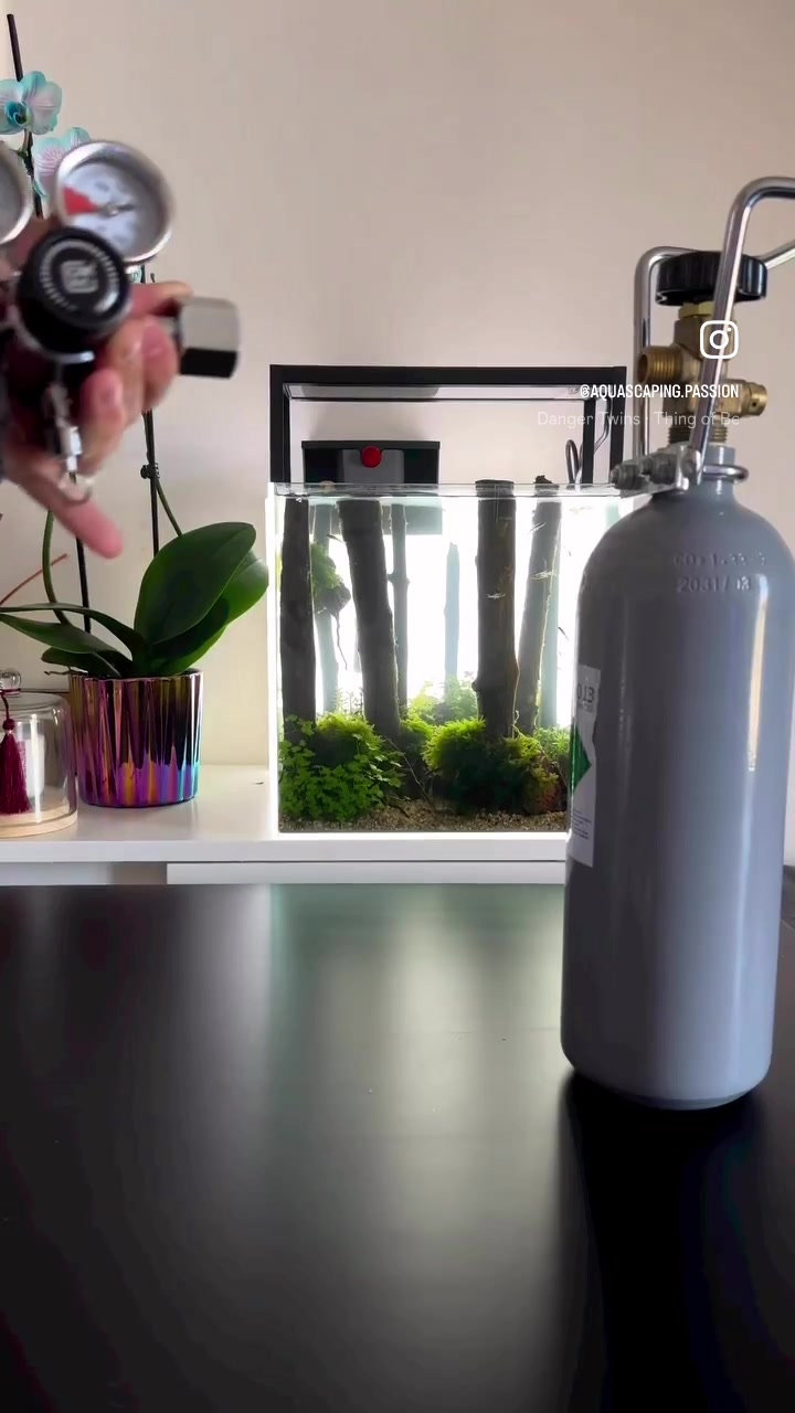 TikTok-video käyttäjältä @aquascaping.passion