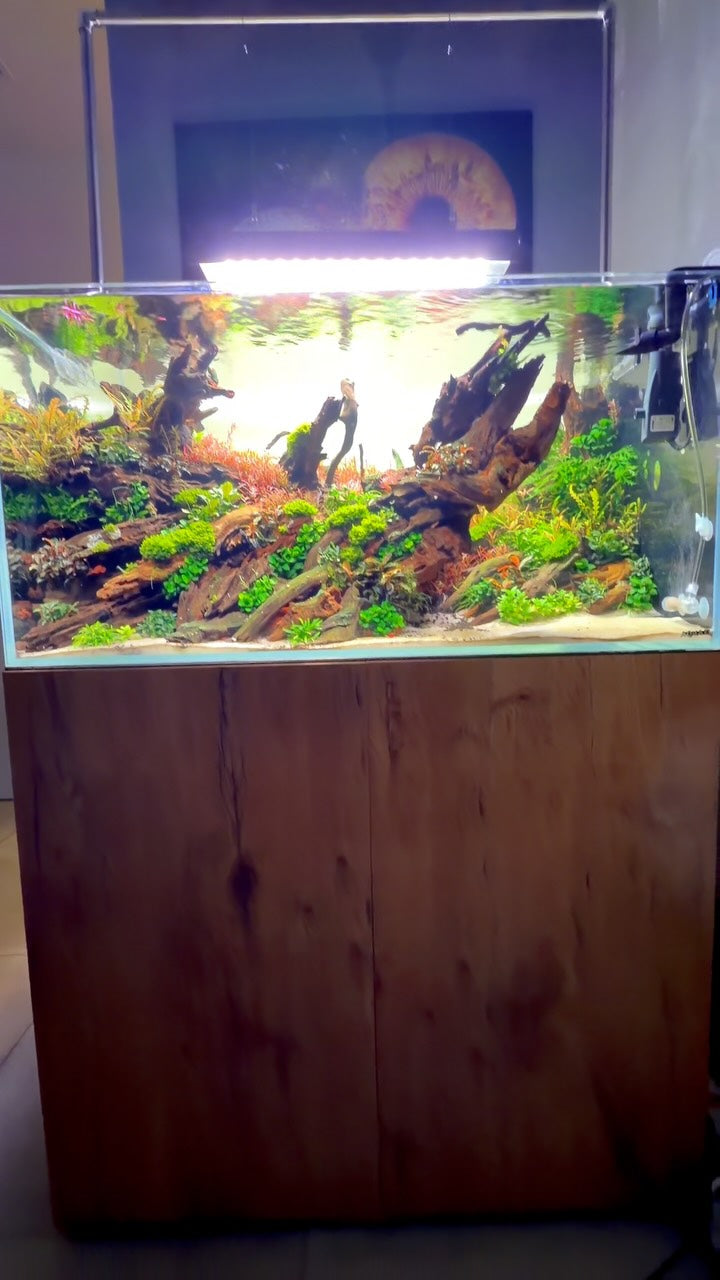 Instagram-julkaisu käyttäjältä @aquascaping.passion