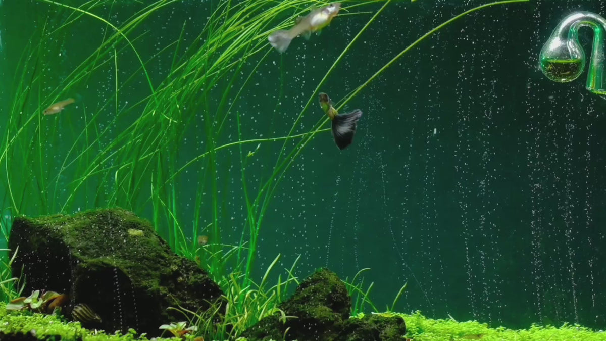 Lataa video: The most advanced CO2 systems for planted aquariums: dual-stage regulators, diffusers and complete kits