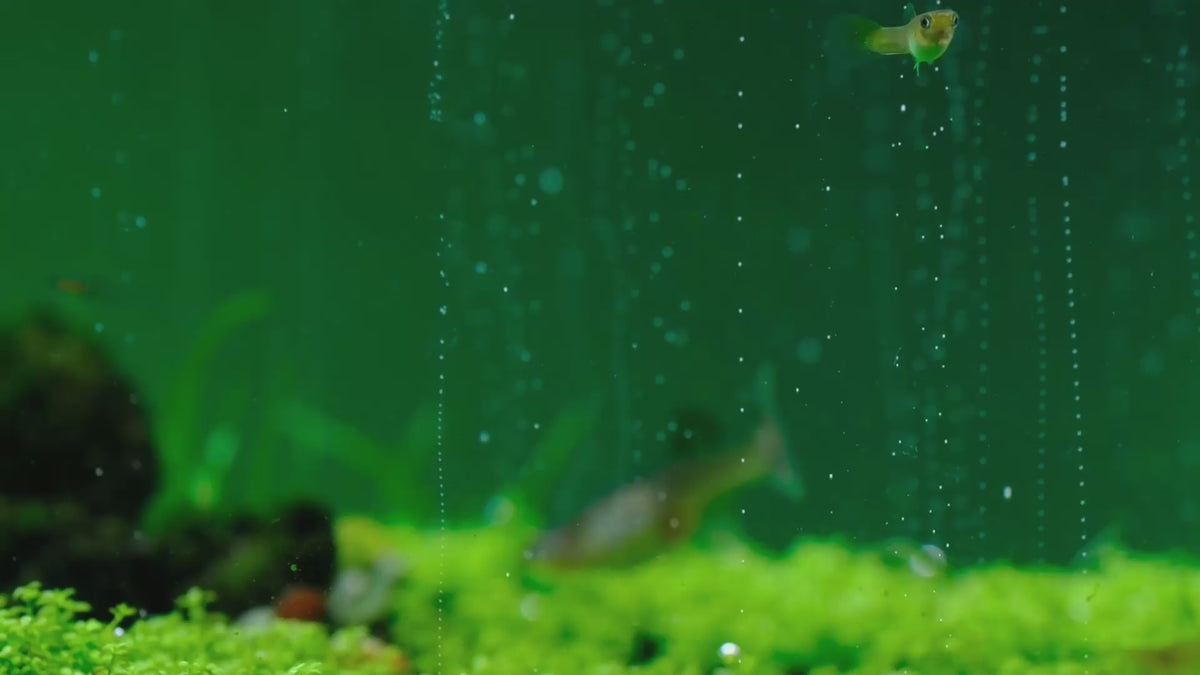 Lataa video: Carpets need CO2: low, dense plants filling in under steady CO2